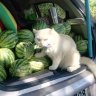 Кто нибудь